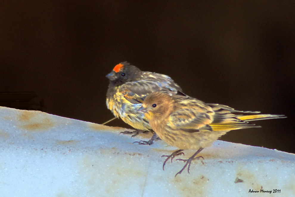 Fire-fronted Serin